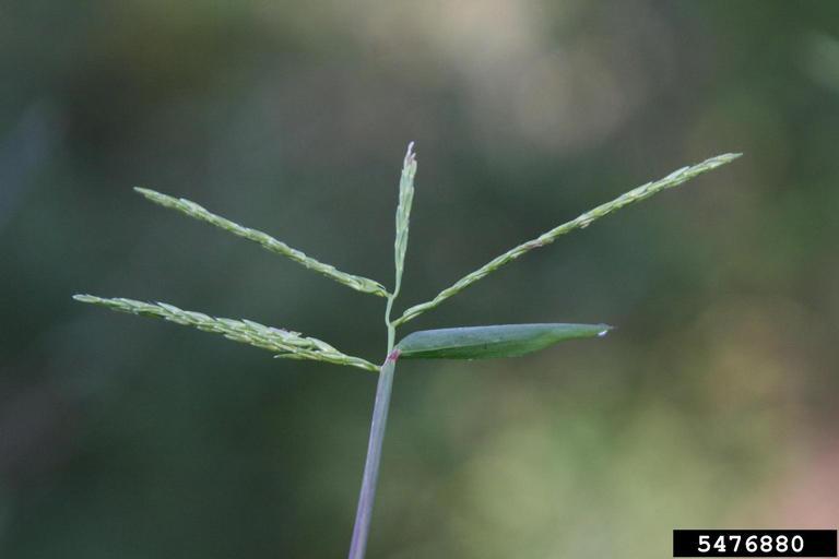 An up-close image of the three-branched seedhead of stiltgrass against a blurry background.