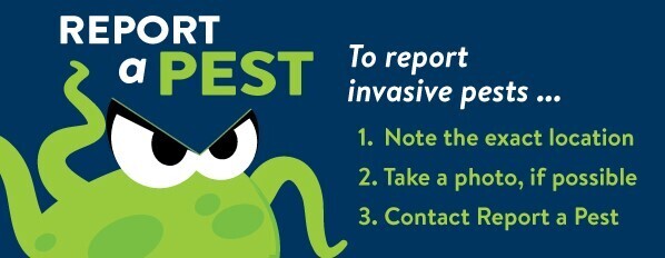 Report a Pest