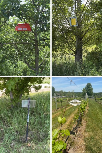 pheromone-baited insect traps