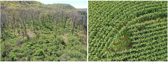 drone images of Southern Minnesota forest and corn field