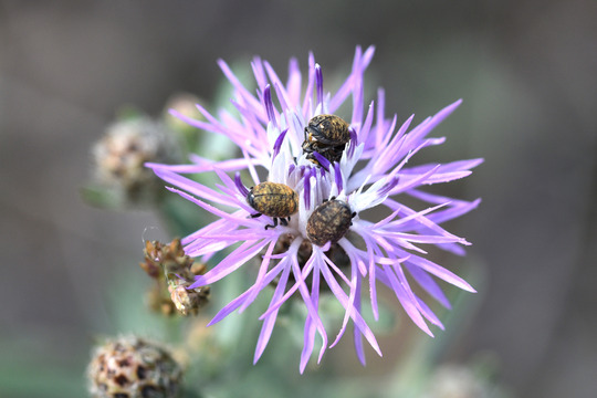 Four seedhead weevils on the top of a spotted knapweed flowerhead