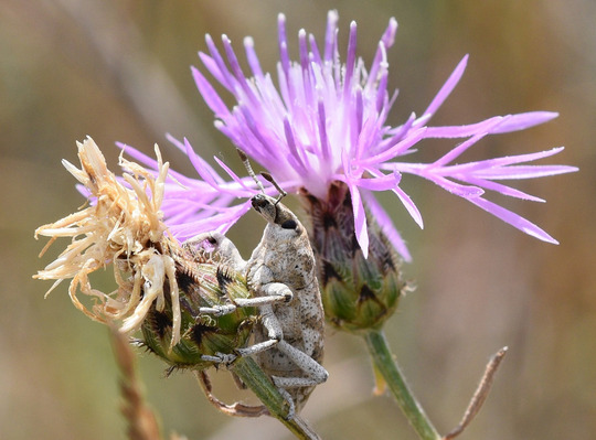 A root weevil grasps a spotted knapweed seedhead and there is a knapweed flower in the background