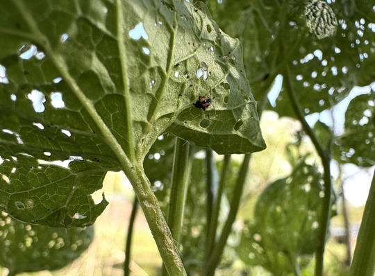 flea beetle on damaged leaves