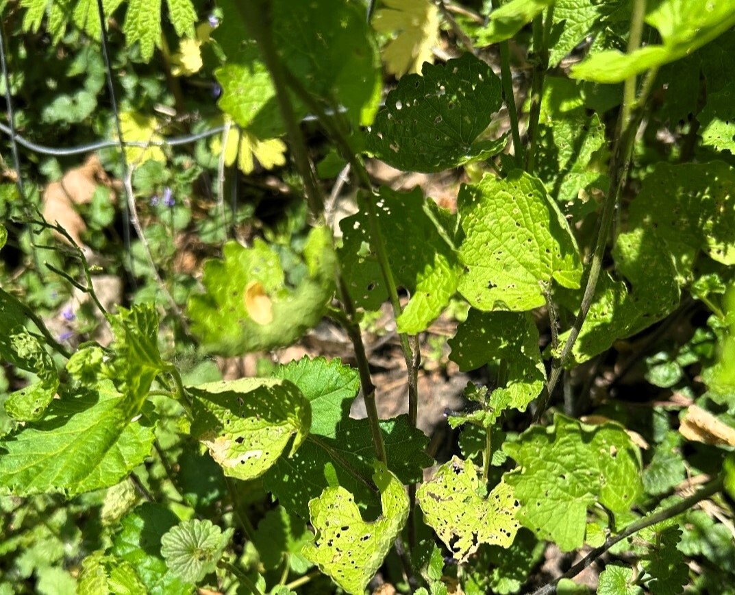 holes in leaves from flea beetle damage