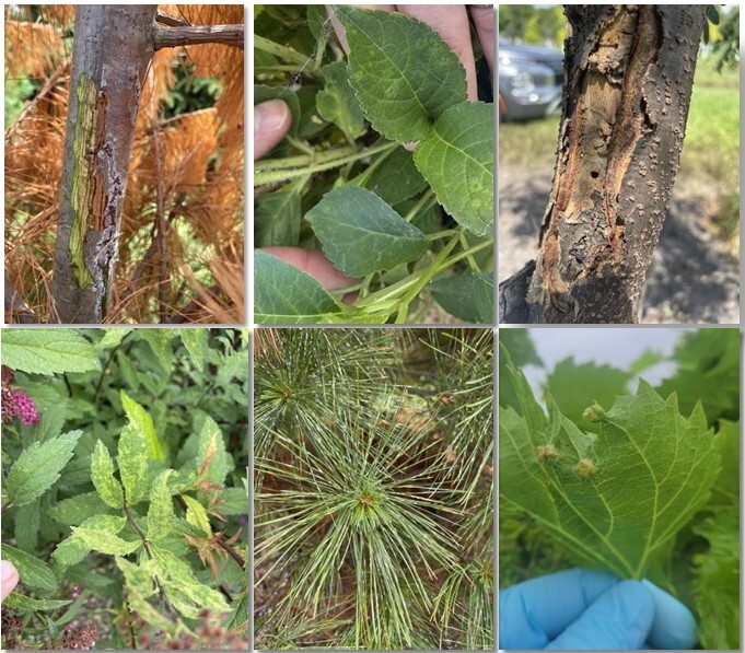 images of plant issues