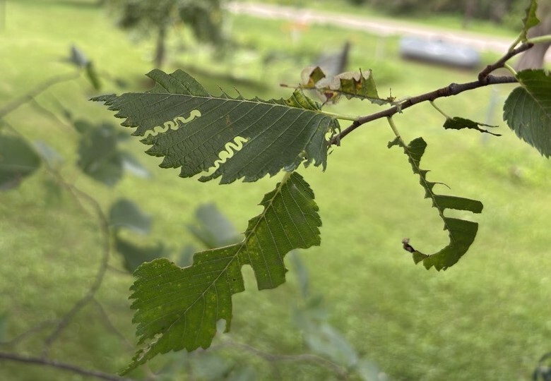 zigzag pattern in elm leaf from elm zigzag sawfly