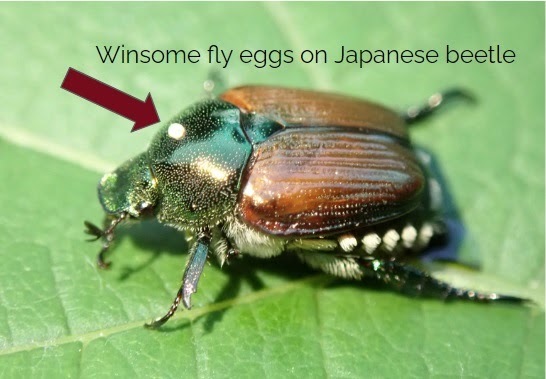Japanese beetle with a distinct white dot on pronotum with added text pointing to it and reading winsome fly eggs on Japanese beetle.