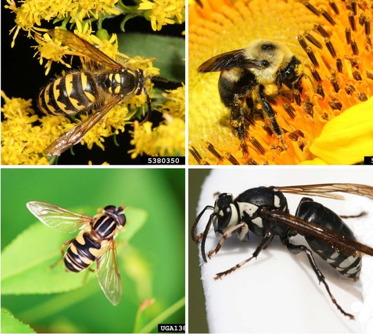 photos of yellow jacket, bumble bee, hoverfly, and baldfaced hornet for comparison