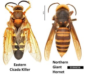 eastern cicada killer and northern giant hornet