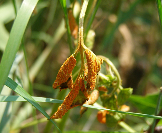 orange rust on a young black raspberry leaf