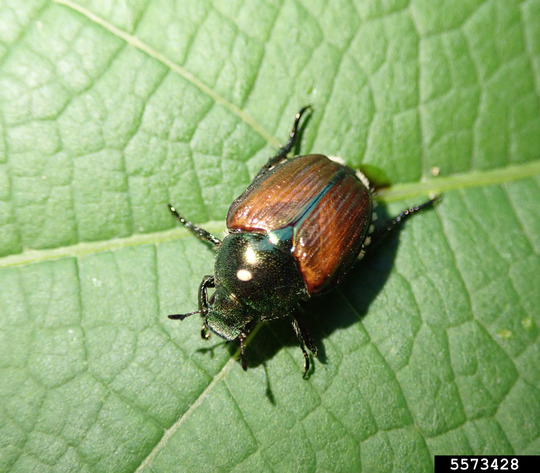A green and brown Japanese beetle with a white winsome fly egg on its back.