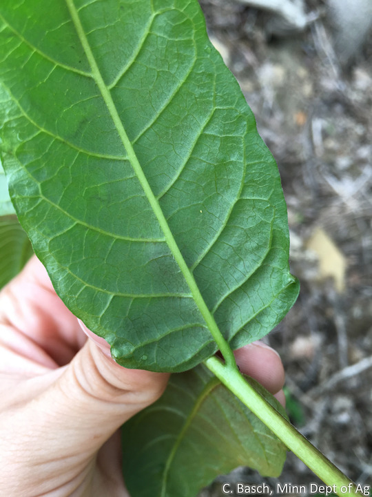 Upclose of a large green tree of heaven leaf with smooth edges.