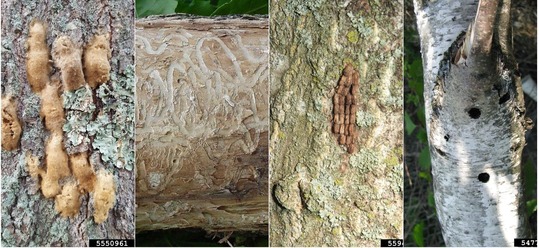 tan fuzzy spongy moth eggs on tree, s shaped galleries on tree, brown SLF eggs on tree, exit holes on tree