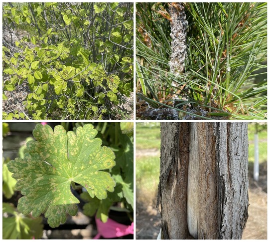 plant leaves showing insect feeding, pine bark adelgid on pine tree,