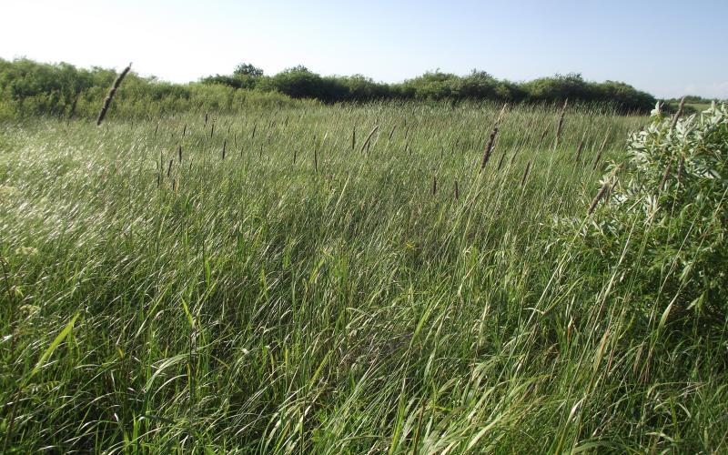 Creeping meadow foxtail densely packs an area, between two shrubs. The brown cylinderic seedheads stand out among the dense green leaves.