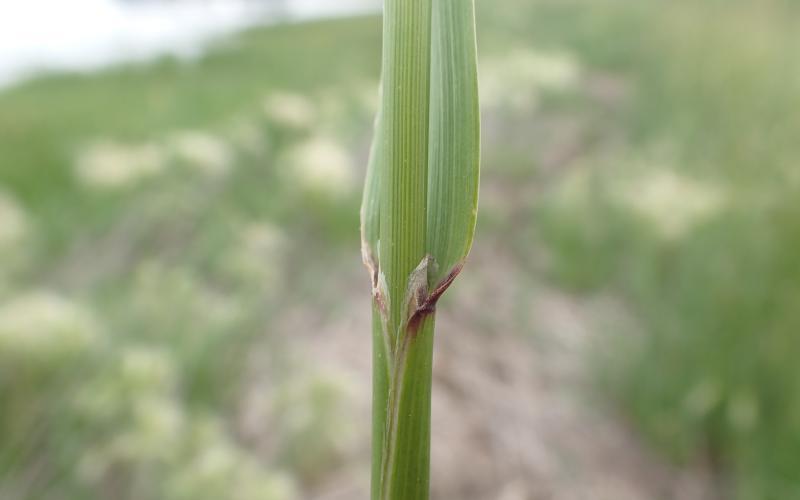 Green stem of creeping meadow foxtail the leaf wraps around the base of the stem, with a ligule clasping the stem becoming the leaf blade