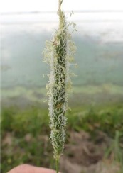 The flower head is green and cylindrical. It’s covered in white and yellow reproductive parts