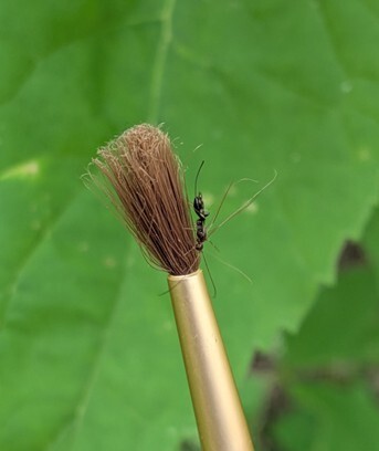 wasp on paint brush