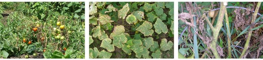 Garden cucumbers and tomatoes suffering from leaf spot diseases