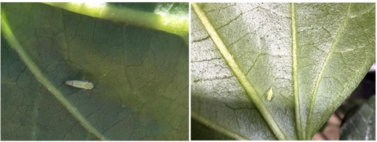 insect on leaf