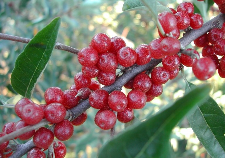 Red berry cluster if autumn olive
