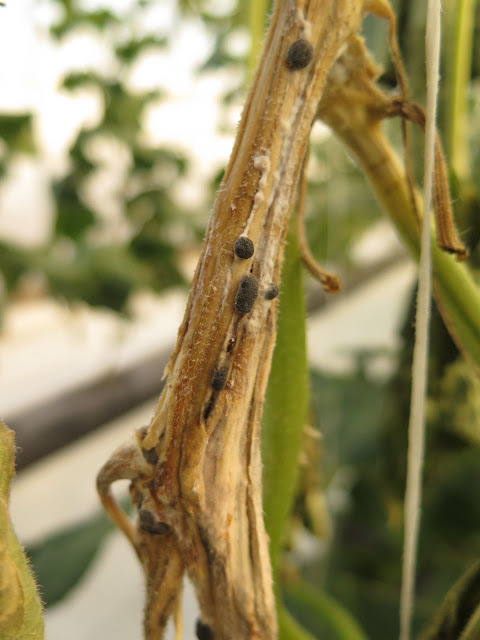 mold on cucumber stem