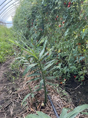 tomato plant growing beside ginger plants