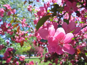 Crab Apple Blossoms