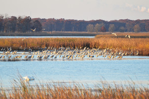 Sandhill Cranes