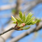 Spring Bud