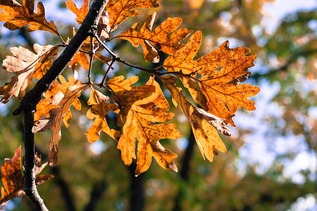 Fall Colors Minneapolis