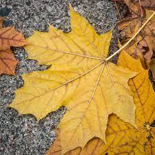 Fall Leaves