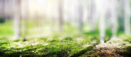 Forest scene with moss on branch