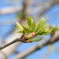 Spring Budding
