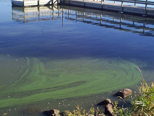 Blue-green algae and dock