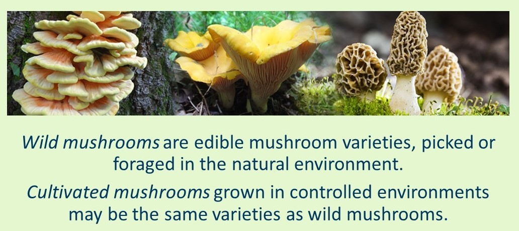 Wild vs. Cultivated Mushrooms