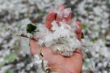 Cottonwood pollen