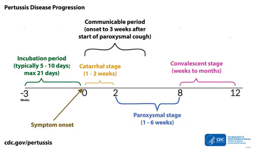 Pertussis disease progression. Description available at link below.
