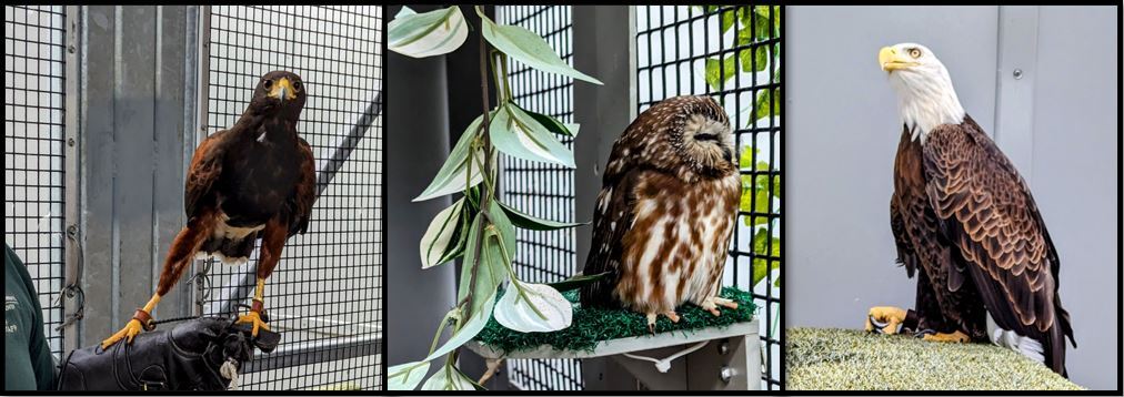 A hawk, a small owl, and a bald eagle at The Raptor Center