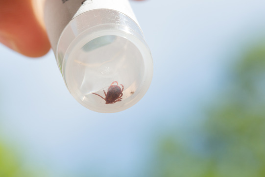 A tick in a clear plastic vial