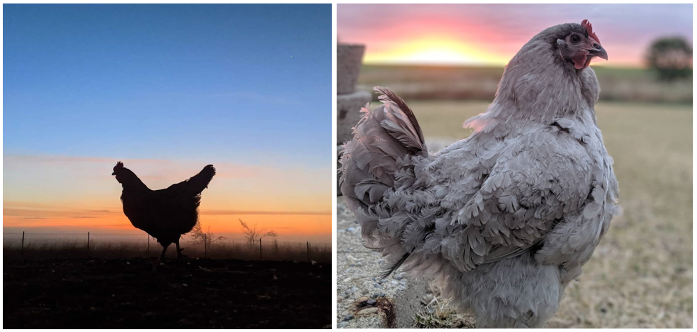 USAAW Animal Spotlight: Egg-Laying Hens