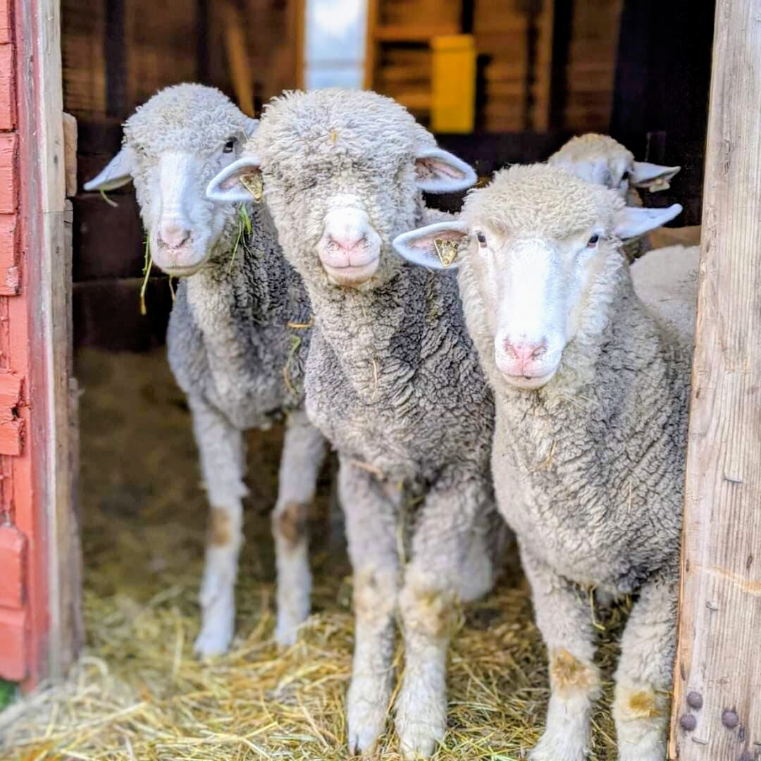 group of sheep in a barn