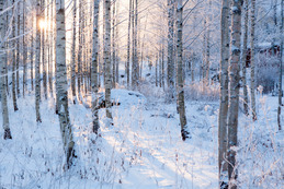 sunlight coming through the trees