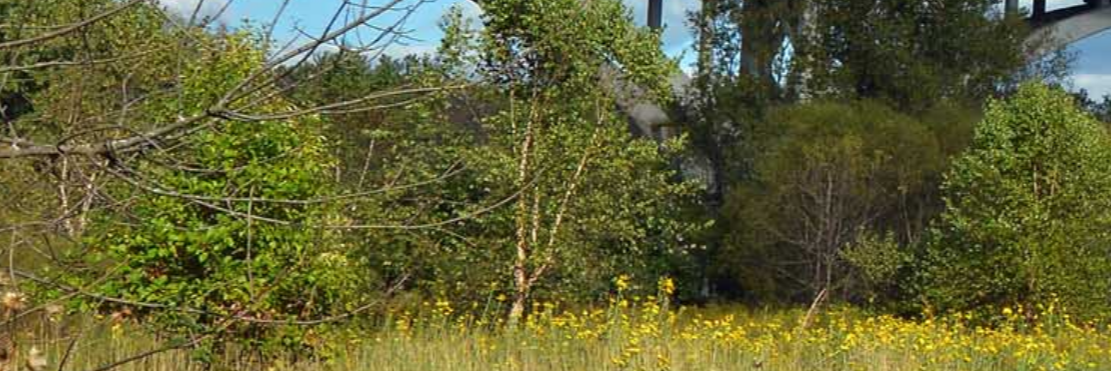 Photo of trees with green leaves.