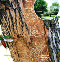 Photo of tree damage from Emerald Ash Borer.