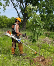 Photo of CCMI worker with equipment near newly planted tree.