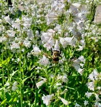 Penstemon gracilis (Slender Beardtongue) in bloom with white flowers.