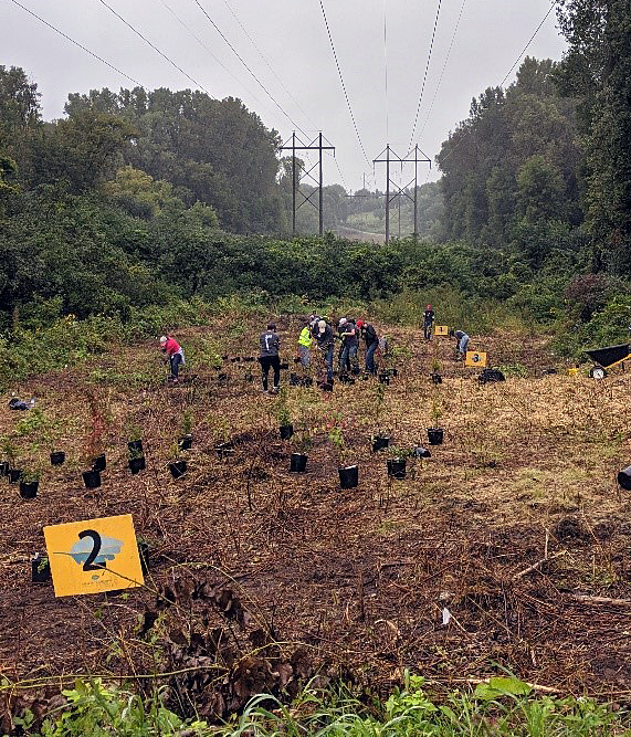 Group of people working transplanting pots in cleared area of corridor with trees on either side, electrical overhead lines running over the top. 