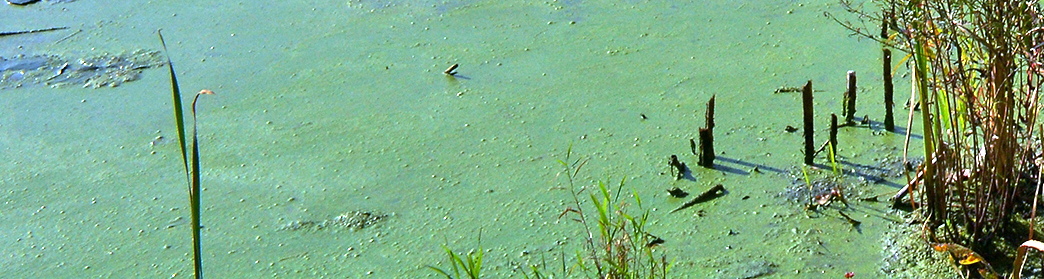 Closeup of murky green film over water adjacent to shoreline plants.