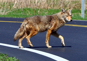 Brown coyote running across paved roadway.